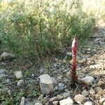 Orobanche sanguinea habit picture by Paul FRANCK (cc-by-sa)