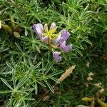 Lupinus variicolor flower picture by Jim Conroy (cc-by-sa)