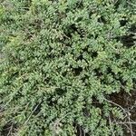 Alyssum loiseleurii leaf picture by Carlos F. Ingala (cc-by-sa)