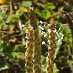 Plantago serraria flower picture by Steve Orridge (cc-by-sa)