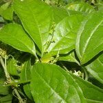 Cyclanthera lalajuela habit picture by Nelson Zamora Villalobos (cc-by-nc)