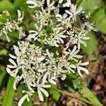 Heracleum austriacum flower picture by Jean-Marie Frenoux (cc-by-sa)