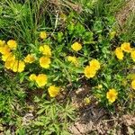 Potentilla aurea habit picture by Rupert Lorenzer (cc-by-sa)