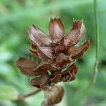 Prunella hyssopifolia fruit picture by Sylvain Piry (cc-by-sa)