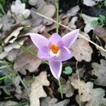 Crocus tommasinianus flower picture by Carvalho Daniela (cc-by-sa)