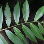 Marcgravia mexicana leaf picture by Nelson Zamora Villalobos (cc-by-nc)