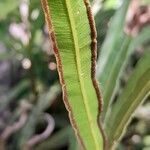 Pteris denticulata fruit picture by Trap Hers (cc-by-sa)