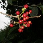 Lindera erythrocarpa fruit picture by Miguel A. García (cc-by-sa)