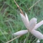 Cyperus niveus leaf picture by Jitin Budhlakoti (cc-by-sa)