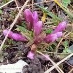 Gentianella germanica habit picture by Federico Comandi (cc-by-sa)