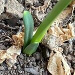 Sternbergia lutea leaf picture by Gilles Istin (cc-by-sa)