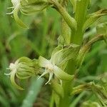 Habenaria humilior flower picture by susan brown (cc-by-sa)