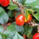 Cotoneaster simonsii fruit picture by Caw Vus (cc-by-sa)