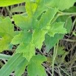 Heracleum austriacum leaf picture by Jean-Marie Frenoux (cc-by-sa)