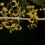 Lozanella enantiophylla flower picture by Nelson Zamora Villalobos (cc-by-nc)