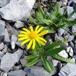 Senecio pyrenaicus habit picture by Alain Bigou (cc-by-sa)