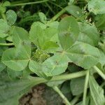 Trifolium alexandrinum leaf picture by Sylvain Piry (cc-by-sa)