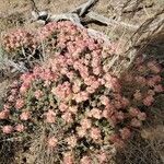 Eriogonum thymoides flower picture by Elizabeth Shakespear (cc-by-sa)