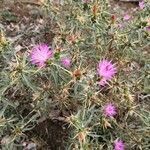 Centaurea calcitrapa flower picture by Westhenry Hannah (cc-by-sa)