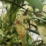 Nepenthes mirabilis flower picture by Jorba Ferron (cc-by-sa)