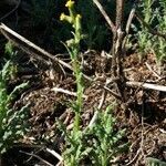 Senecio sylvaticus habit picture by Daniel Bourget (cc-by-sa)