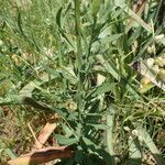 Linaria angustissima leaf picture by Sylvain Piry (cc-by-sa)