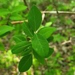 Lonicera fragrantissima leaf picture by jimseng jimseng (cc-by-sa)