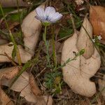 Linum bienne leaf picture by Martin Bishop (cc-by-sa)