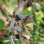 Epipactis microphylla flower picture by Stéphane Mars (cc-by-sa)