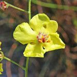 Verbascum boissieri flower picture by dimitris log (cc-by-sa)