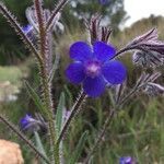 Anchusa azurea habit picture by raph (cc-by-sa)