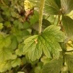 Tellima grandiflora leaf picture by Rory O'Conor (cc-by-sa)