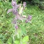 Stachys alpina flower picture by Jean Luc (cc-by-sa)