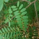 Dalbergia nigra leaf picture by Vinicius Castro Souza (cc-by-sa)