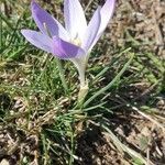 Crocus carpetanus leaf picture by joselu_4 (cc-by-sa)