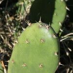 Opuntia megapotamica leaf picture by Muzzachiodi Norberto (cc-by-sa)