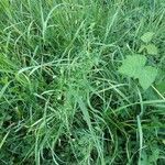 Vicia tetrasperma habit picture by Frank Sundermeyer (cc-by-sa)