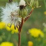 Crepis biennis fruit picture by Jani Zadrgal (cc-by-sa)