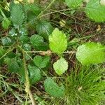 Rubus elegans leaf picture by Maxime TEYSSANDIER (cc-by-sa)