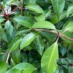 Fuchsia paniculata leaf picture by stanislas auber (cc-by-sa)