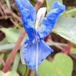 Commelina tuberosa flower picture by Trap Hers (cc-by-sa)