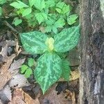 Trillium sessile leaf picture by kailey logue (cc-by-sa)