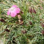 Dianthus pavonius leaf picture by Sylvain Piry (cc-by-sa)