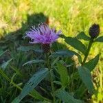 Centaurea nigrescens flower picture by Paola Migliavacca (cc-by-sa)