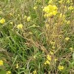 Sisymbrium loeselii habit picture by Konstantin Grandl (cc-by-sa)