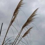 Cortaderia selloana fruit picture by Jean-René Girardeau (cc-by-sa)