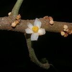 Carpotroche platyptera flower picture by Nelson Zamora Villalobos (cc-by-nc)