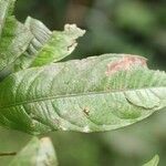 Cheiloclinium cognatum leaf picture by R. Tournebize (cc-by-sa)