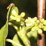 Jatropha stevensii fruit picture by Nelson Zamora Villalobos (cc-by-nc)