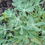 Lupinus texensis leaf picture by Bobby Belinski (cc-by-sa)